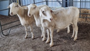 3X MEATMASTERS EWE SCHALK BURGER BOERDER