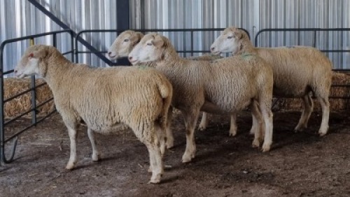 4X DORMER EWE SCHALK BURGER BOERDER