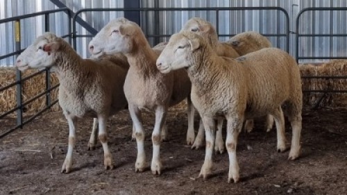4X DORMER EWE SCHALK BURGER BOERDER
