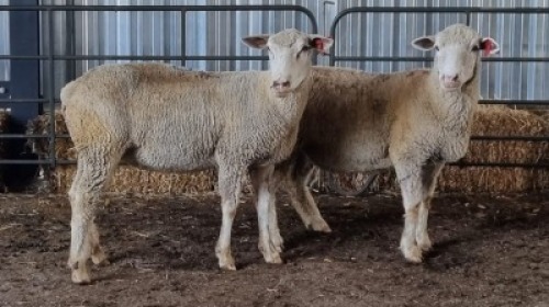 2X DORMER EWE SCHALK BURGER BOERDER