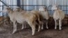 4X DORMER EWE SCHALK BURGER BOERDER