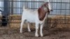 1X BOERBOK BUCK MARTIENS MALEKWA