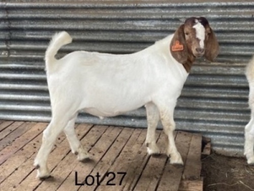 LOT 27&nbsp; -&nbsp; 1X (M) BOK W.A.S. SNYDERS/R.RIEKERT
