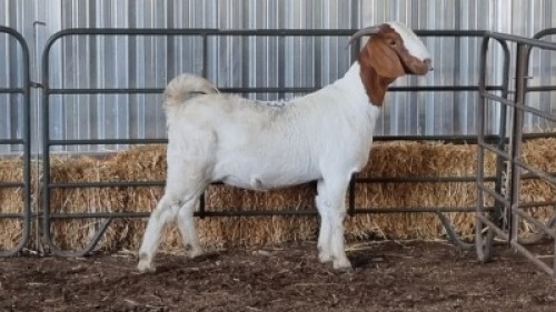 1X BOERBOK DOE MARTIENS MALEKWA