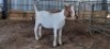 1X BOERBOK DOE MARTIENS MALEKWA