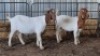 2X BOERBOK DOE MARTIENS MALEKWA