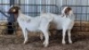 2X BOERBOK DOE MARTIENS MALEKWA