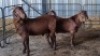 2X KALAHARI REDS BUCK LE ROY VAN DER MERWE