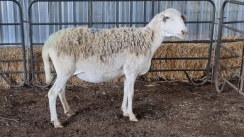 1X MEATMASTERS EWE SCHALK BURGER BOERDER