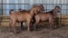 3X KALAHARI REDS BUCK LE ROY VAN DER MERWE