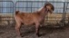 1X KALAHARI REDS BUCK E C BOERDERY