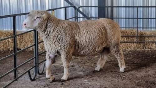 1X ILE DE FRANCE RAM JUAN MALAN