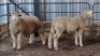 2X ILE DE FRANCE RAM JUAN MALAN