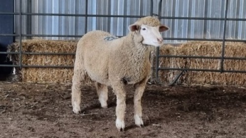 1X ILE DE FRANCE EWE JUAN MALAN