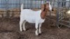 1X BOERBOK DOE LOVERS