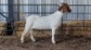 1X BOERBOK DOE LOVERS
