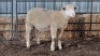1X ILE DE FRANCE EWE JUAN MALAN