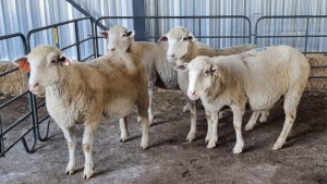 4X DORMER EWE SCHALK BURGER BOERDER