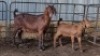 1X KALAHARI REDS DOE LOVERS