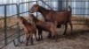 1X KALAHARI REDS DOE LOVERS