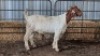 1X BOERBOK DOE LOVERS