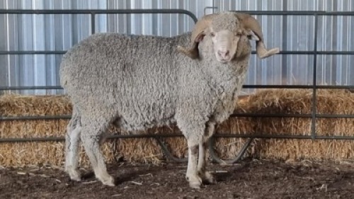 1X MARINO RAM IAN VERMEULEN