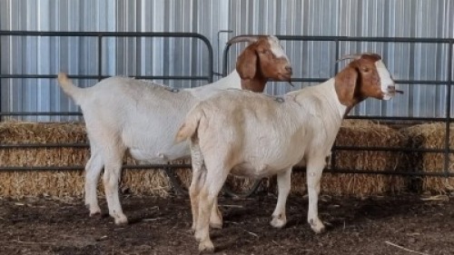 2X BOERBOK DOE VAIGHN OLCKERS