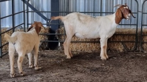1X BOERBOK DOE VAIGHN OLCKERS