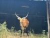 1X LECHWE RAM R:&nbsp;23 3/4" ; L:&nbsp;23 3/4" - 2