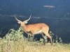 1X LECHWE RAM R:&nbsp;23 3/4" ; L:&nbsp;23 3/4" - 3