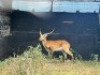 1X LECHWE RAM R:&nbsp;23 3/4" ; L:&nbsp;23 3/4" - 4