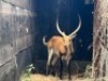 1X LECHWE RAM R: 25 3/4" ; L: 25 1/2" - 2