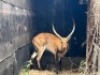 1X LECHWE RAM R: 25 3/4" ; L: 25 1/2" - 3