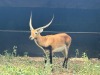 1X LECHWE RAM R: 26 1/2" ; L: 27 1/4" - 2