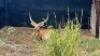 WITHDRAWN - LECHWE RAM R: 26 1/4" ; L: 26 1/4" - 4