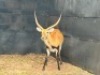 1X LECHWE RAM R: 27" ; L: 26 3/4" - 2