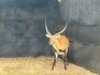 1X LECHWE RAM R: 27" ; L: 26 3/4" - 3