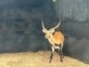1X LECHWE RAM R: 27" ; L: 26 3/4" - 4