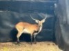 1X LECHWE RAM R: 25 1/2" ; L: 25 1/2" - 2