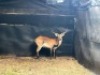 1X LECHWE RAM R: 25 1/2" ; L: 25 1/2" - 3