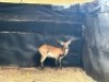 1X LECHWE RAM R: 25 1/2" ; L: 25 1/2" - 4