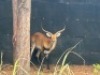 1X LECHWE RAM R: 25" ; L: 25" - 2