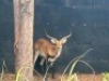 1X LECHWE RAM R: 25" ; L: 25" - 3