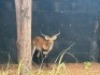 1X LECHWE RAM R: 25" ; L: 25" - 4