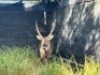 1X WATERBOKBUL/WATERBUCK BULL R: 25 3/4" ; L: 25 1/2" - 2
