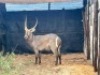 1X WATERBOKBUL/WATERBUCK BULL R: 28" ; L: 27 1/4" - 2