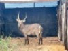 1X WATERBOKBUL/WATERBUCK BULL R: 28" ; L: 27 1/4" - 3