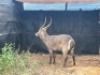 1X WATERBOKBUL/WATERBUCK BULL R: 28" ; L: 27 1/4" - 4