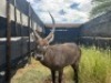 1X WATERBOKBUL/WATERBUCK BULL R: 25 1/2" ; L: 25" - 2