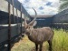 1X WATERBOKBUL/WATERBUCK BULL R: 25 1/2" ; L: 25" - 3